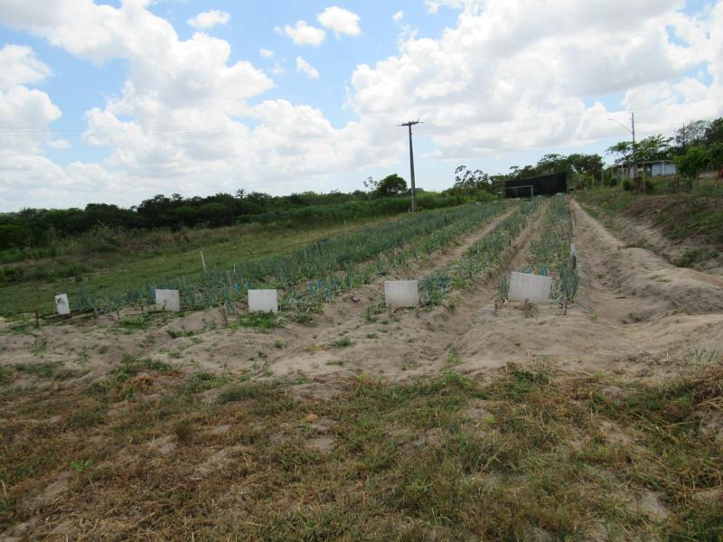 Área de cultivo